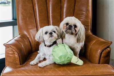 Injoya Artichoke Snuffle Toy