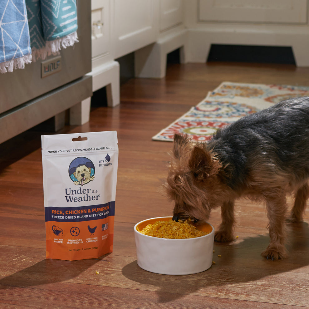 Under The Weather Chicken Rice Pumpkin Bland Diet For Dogs Tailswag