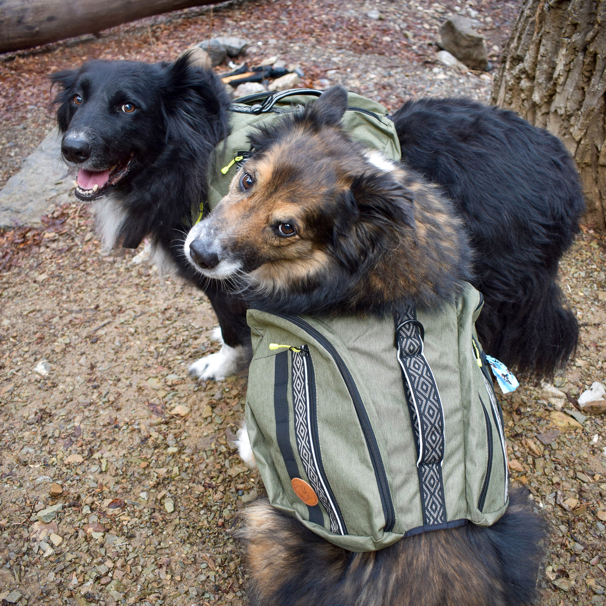 Border collie outlet backpack